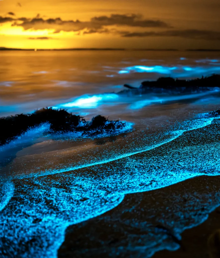 BIOLUMINISCENCE BEACH