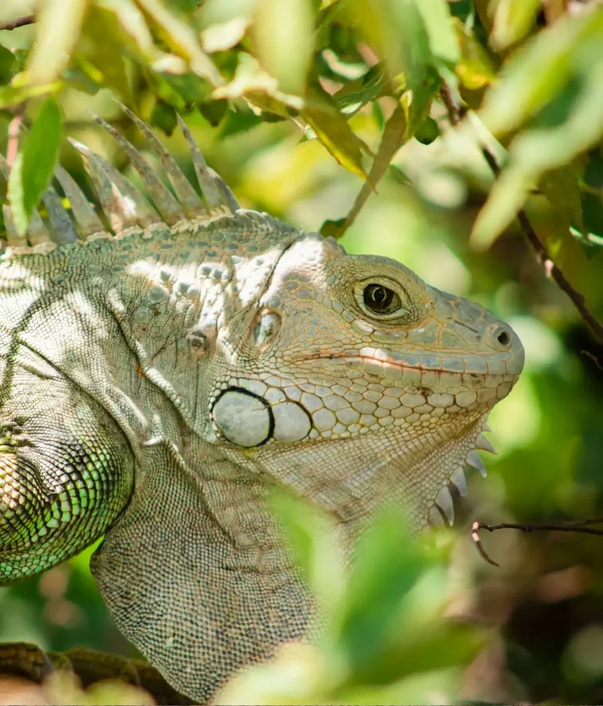 Iguana